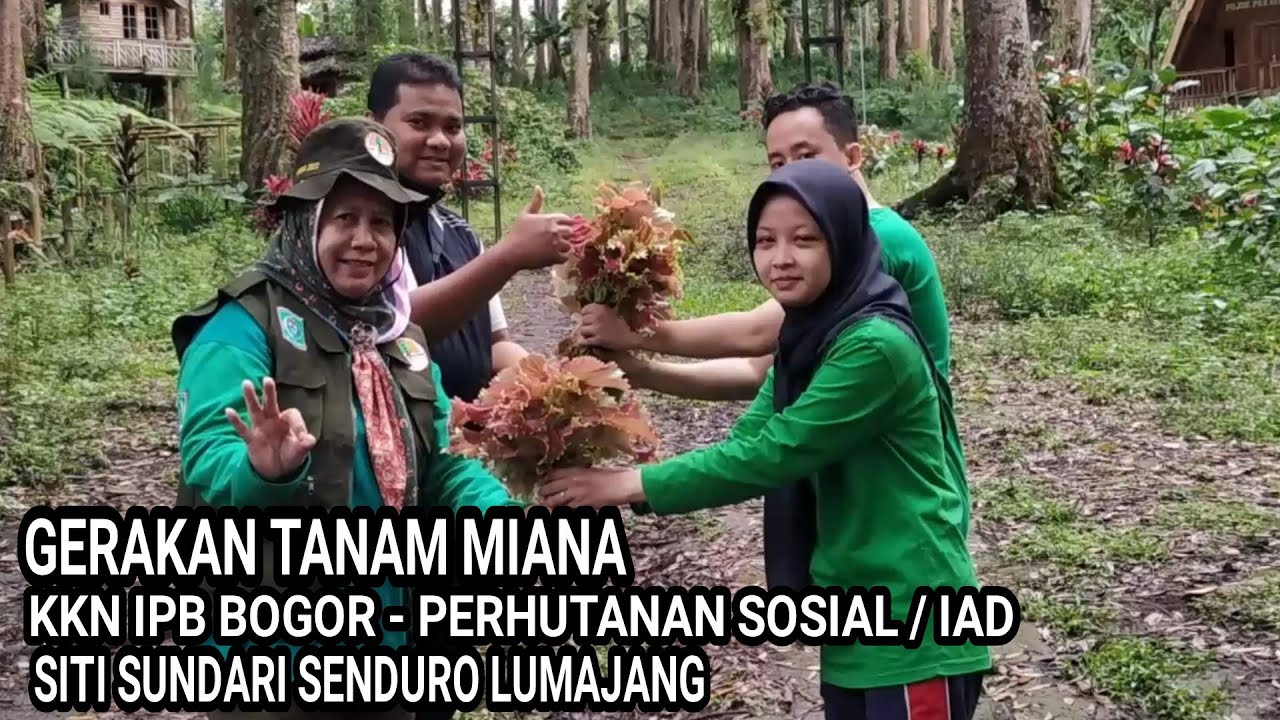 GERAKAN TANAM MIANA  KKN IPB PROGRAM  PERHUTANAN SOSIAL IAD  SITI SUNDARI SENDURO  LUMAJANG