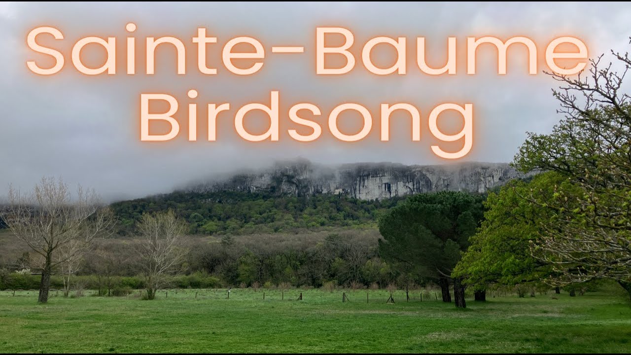 10 Hours of Birdsong from Sainte-Baume, France