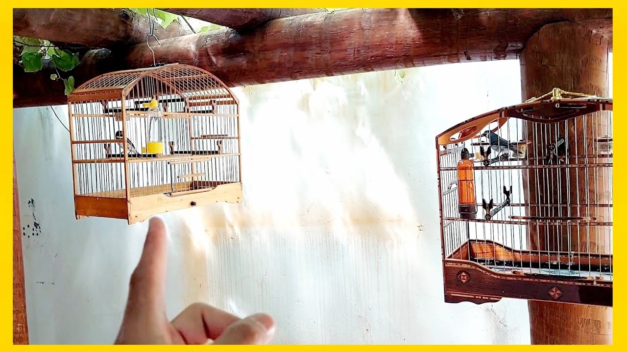 REVELADO!!! PAPA CAPIM MEDROSO QUE N&Atilde;O CANTA DE CARA ESSE &Eacute; O SEGREDO