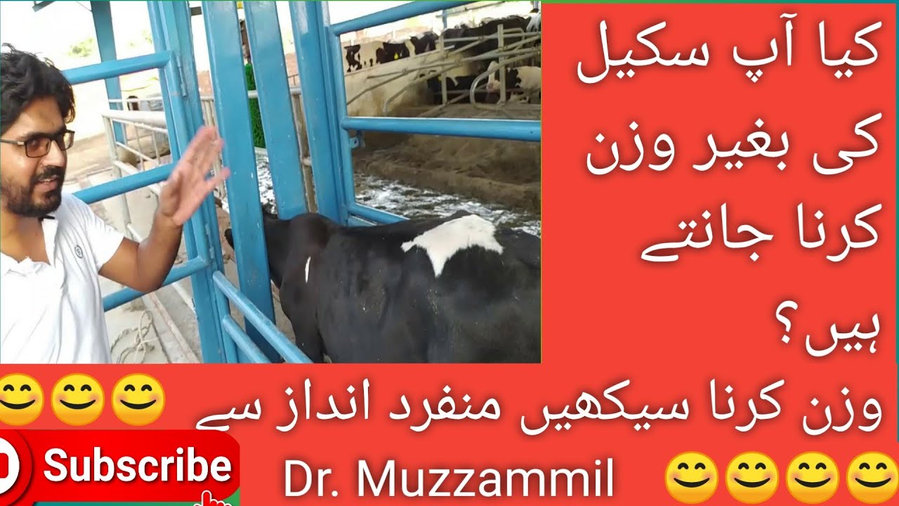 Measuring weight of  cattle II How to measure cattle II janwar ka wazun krny ka tareka IIDr Muzammil