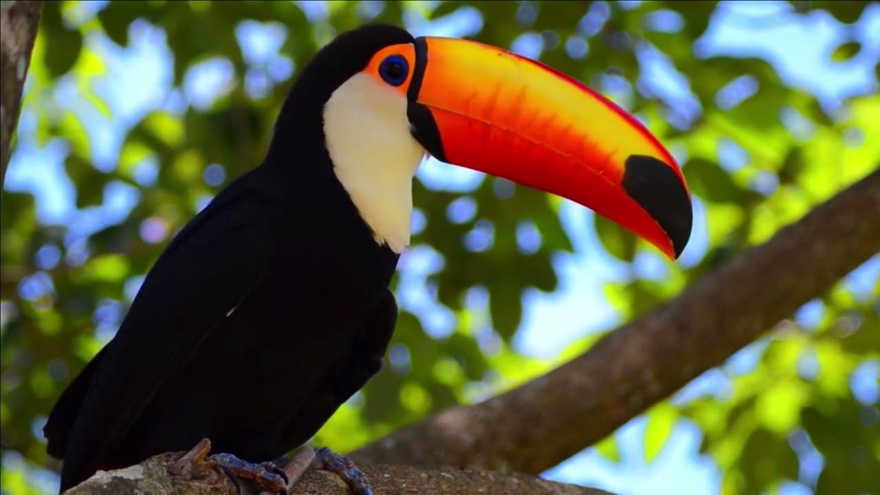 O LINDO CANTO DO TUCANO TOCO 🐦 VOCÊ JÁ OUVIU ESSE CANTO E NÃO SABIA DE QUEM ERA!