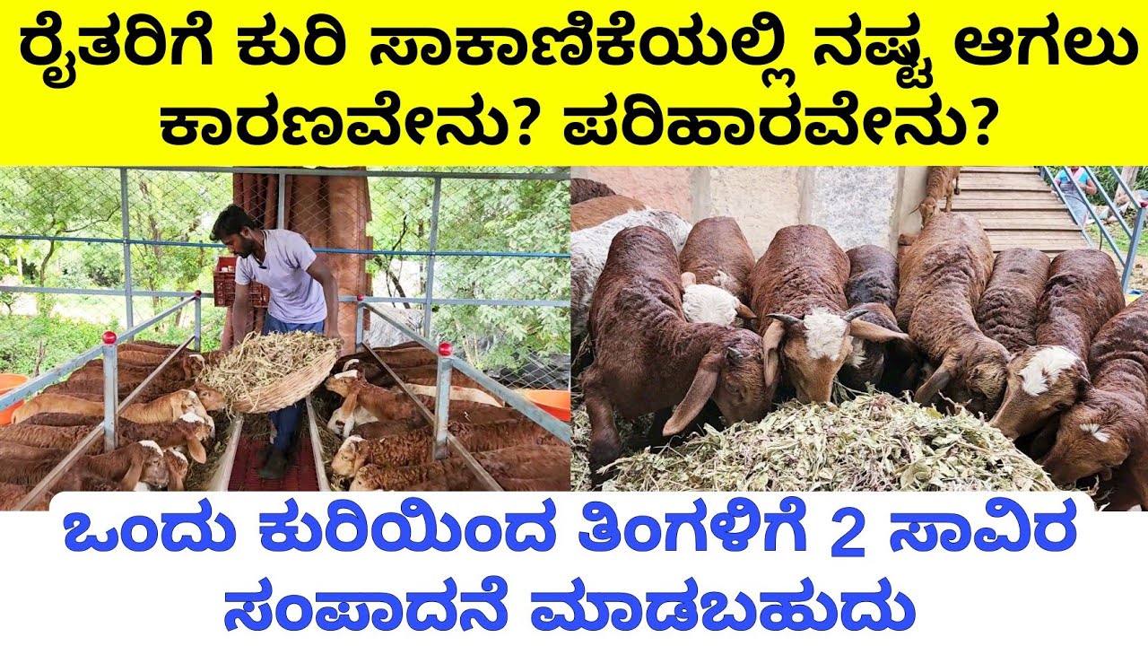 ಸರ್ ನಂದು 6 ವರ್ಷ ಅನುಭವ ಒಂದು ಕುರಿಯಿಂದ ತಿಂಗಳಿಗೆ 2 ಸಾವಿರ ಸಂಪಾದನೆ ಮಾಡ್ತೀನಿ|sheep farming why loss farmers