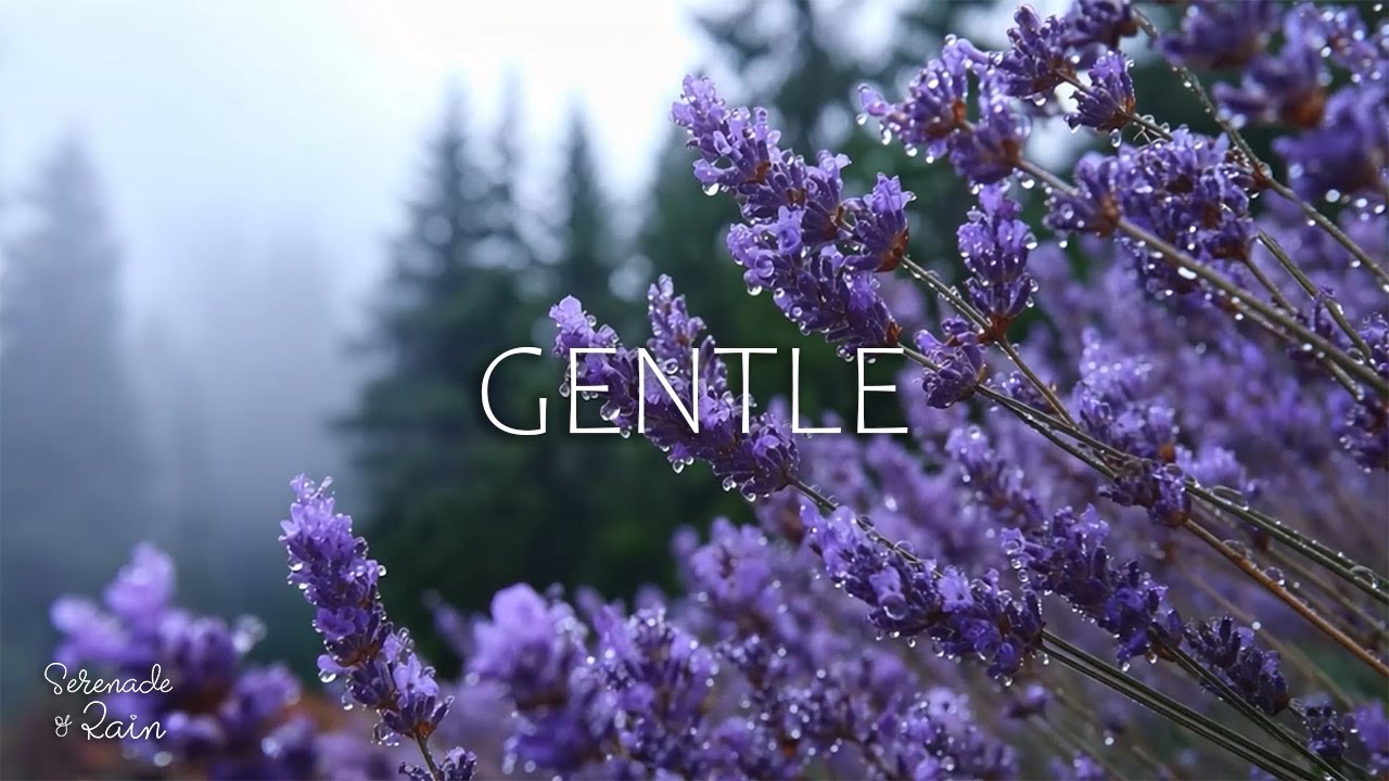 Peaceful Night Piano with Forest Ambience to Calm the Mind and Improve Sleep Quality