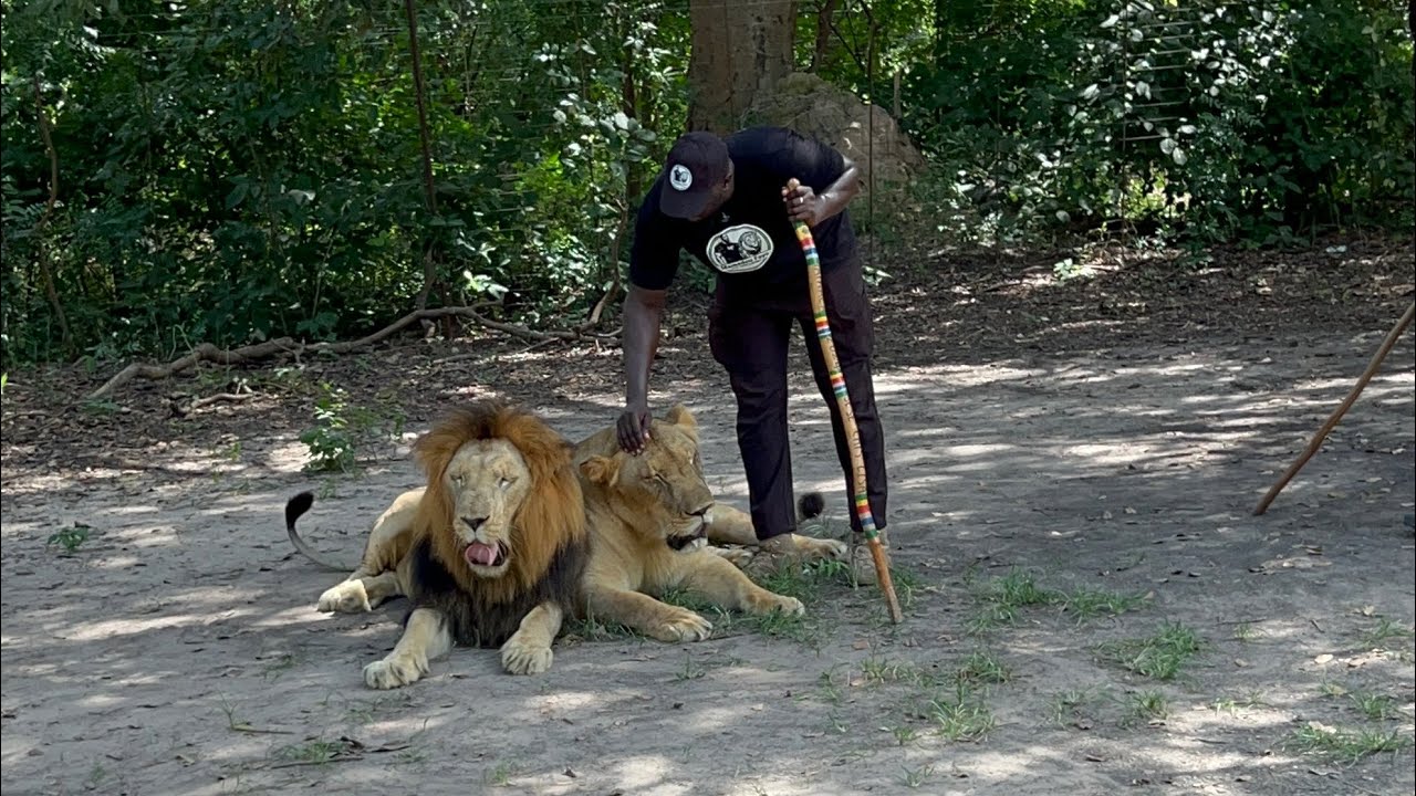 Sénégal à Fathala,le dompteur des lions Mamadou est en pleine explication pour les visiteurs…