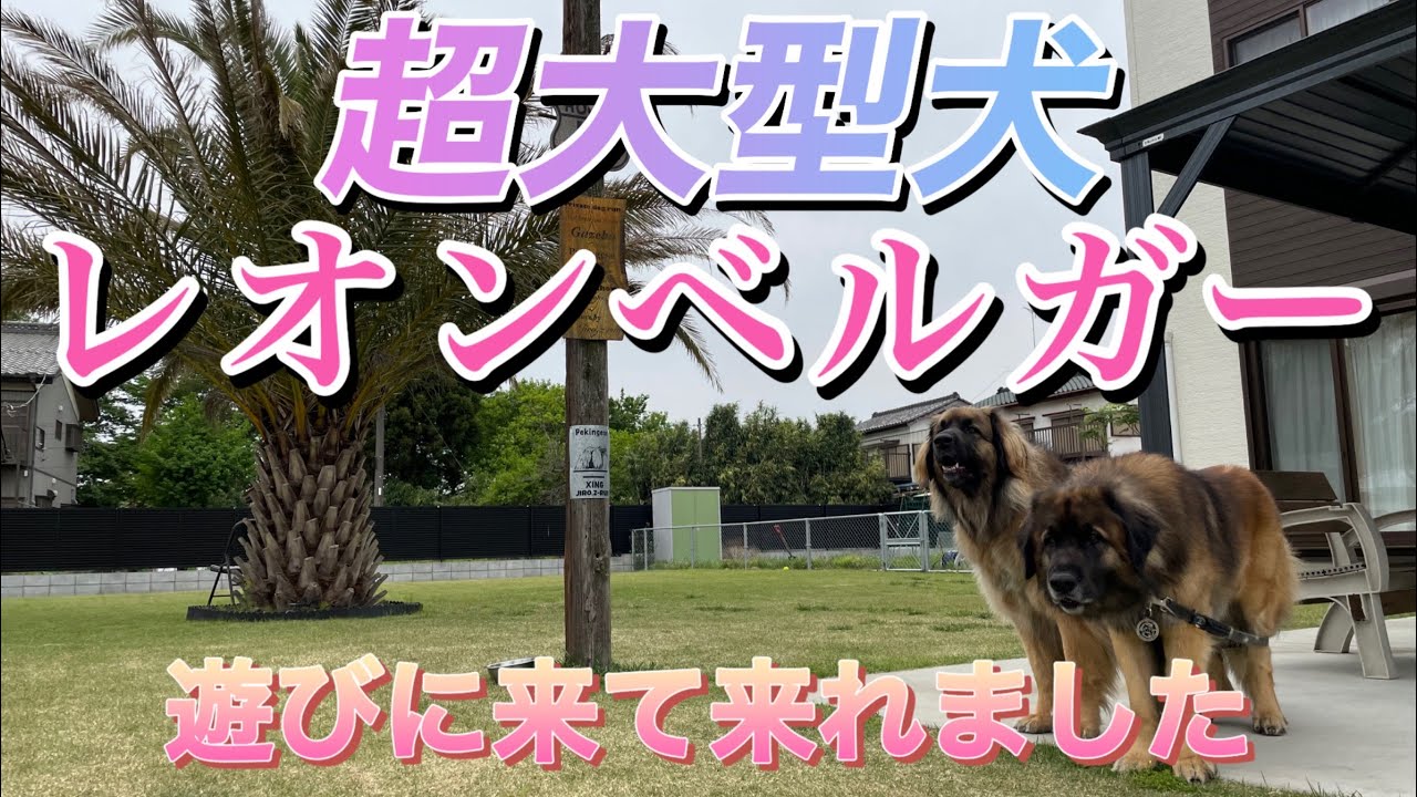 レオンベルガーが遊びに来てくれました～