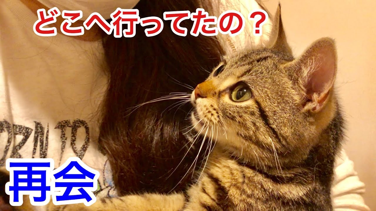 猫が1日振りに大好きな妹と再会するとこうなりますｗ