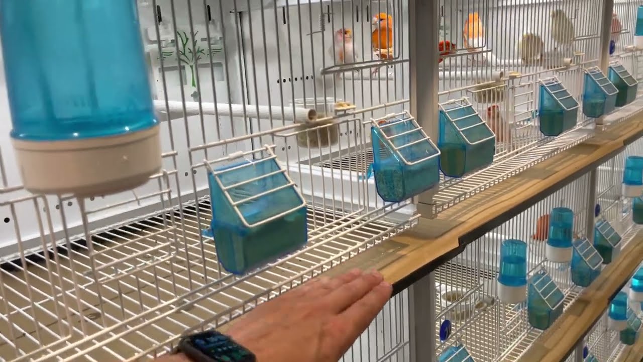 Recolocaci&oacute;n de jaulas para ir destetando pichones y repaso general