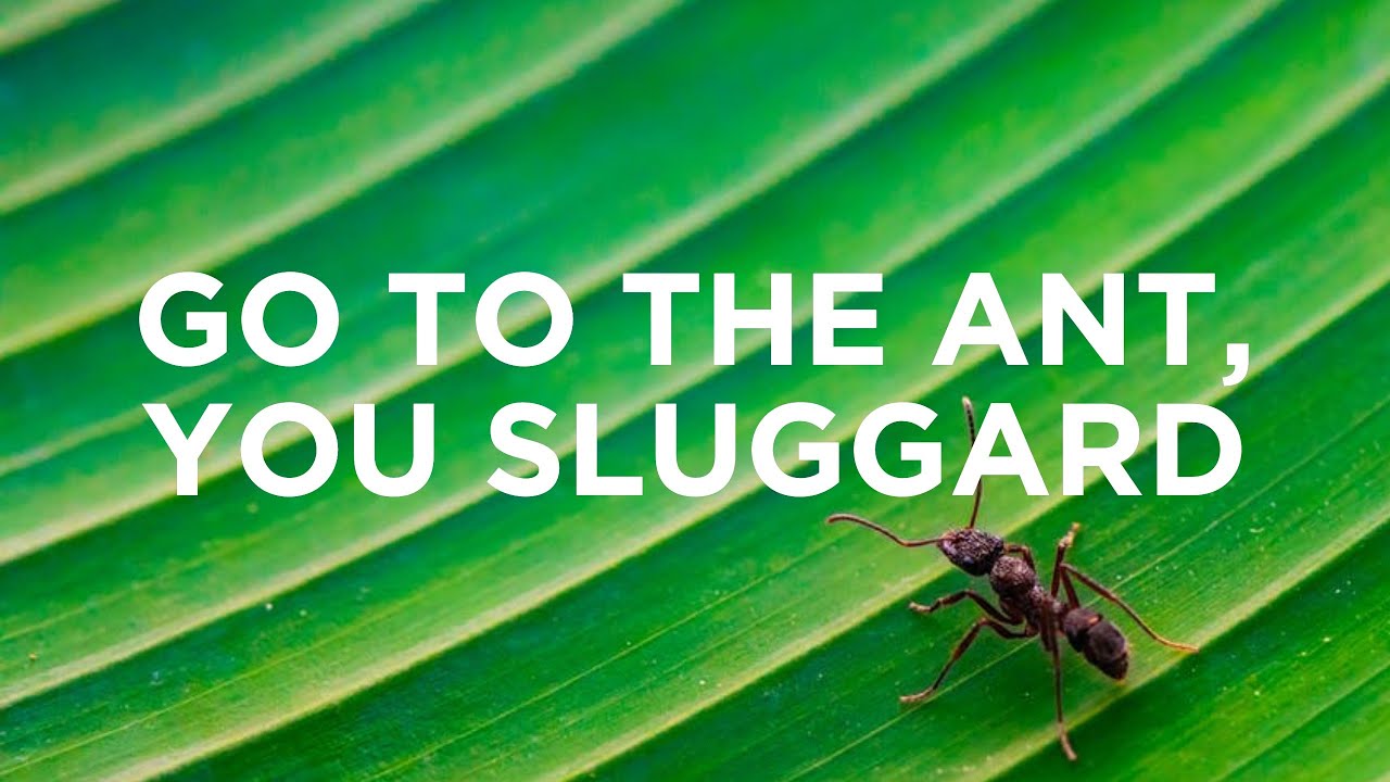 Go the Ant, You Sluggard | Ben Merkle