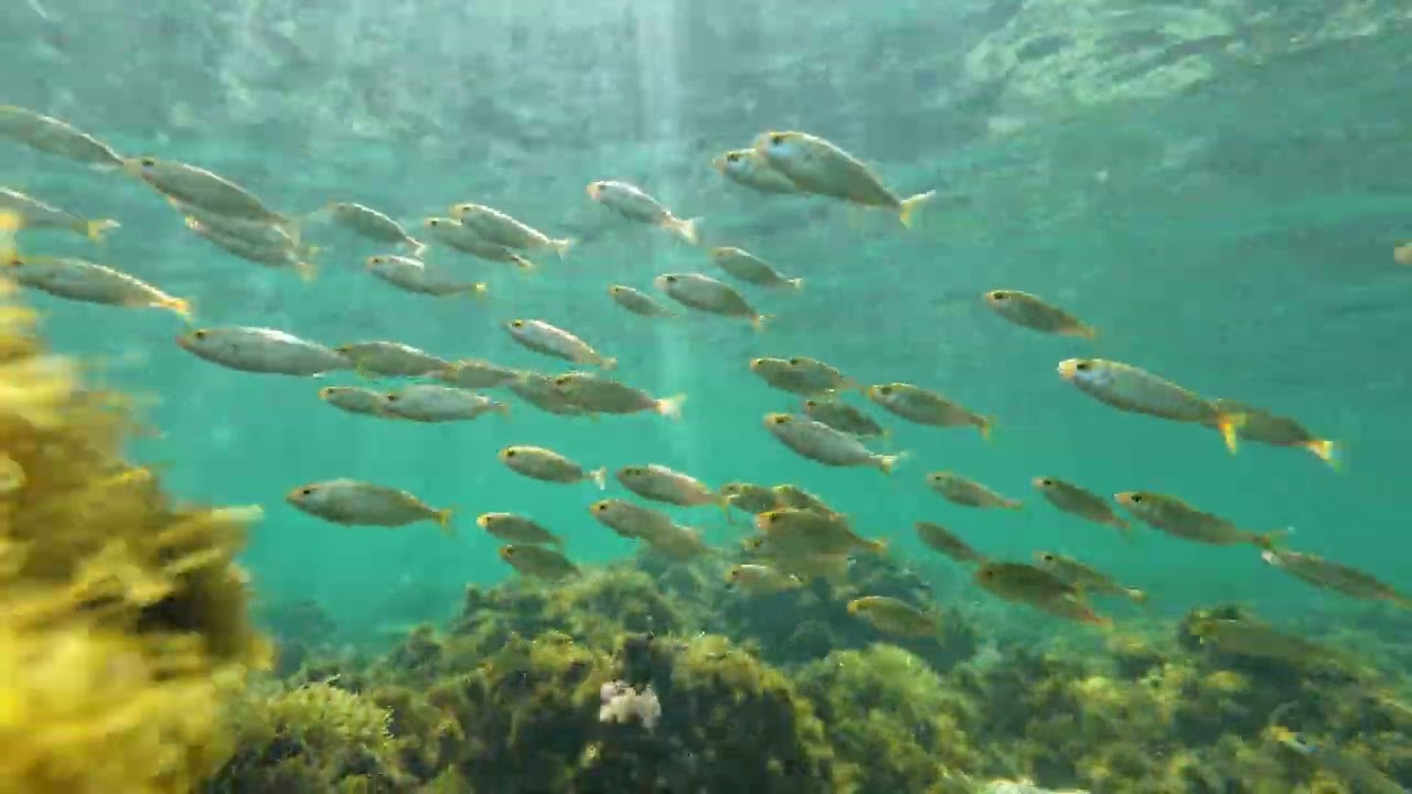 Snorkel Barcelona 2025