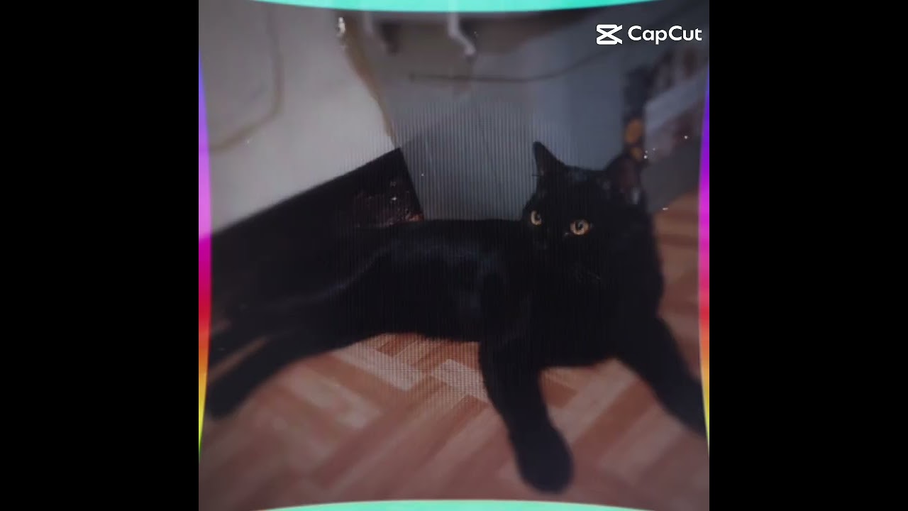 cat#cat25#shorts#capcut