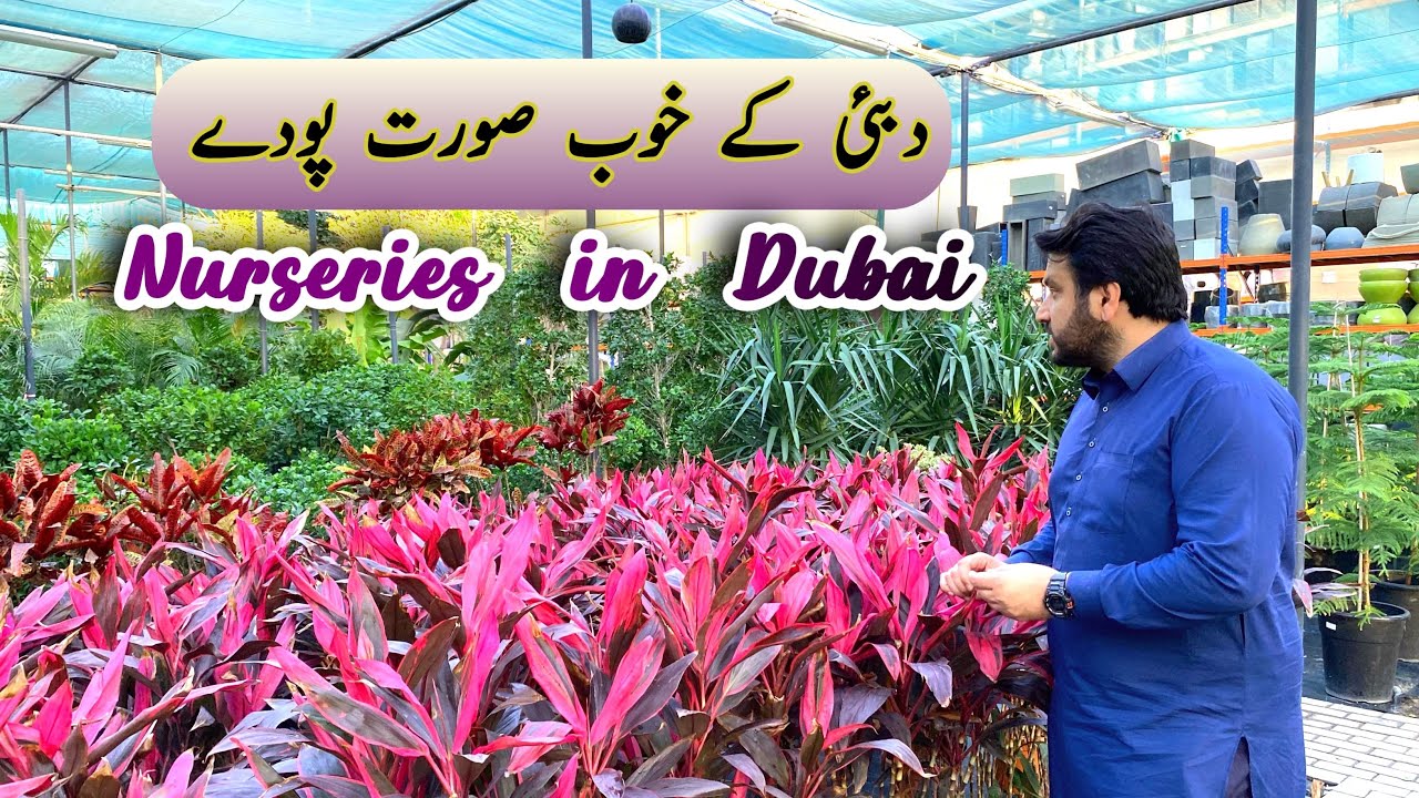 Plants, Pots & Coffee Shots: A Relaxing Nursery Tour in Dubai!