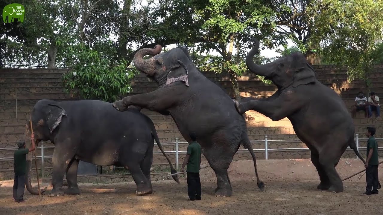 Elephant Dances and Mini Circus at Dehiwela Zoo