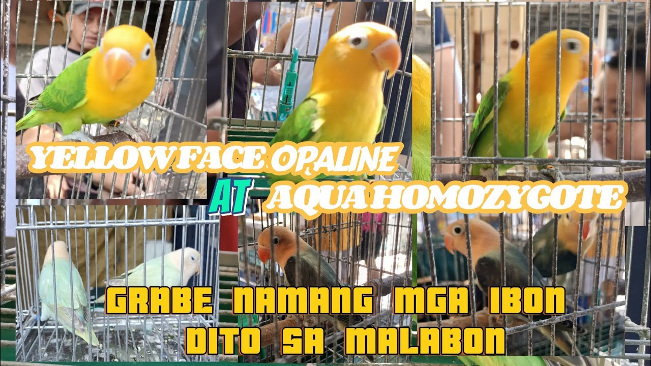 malabon hulo pet market every sat n sun morning till noon (oct.12&13 2024) grabe ung YELLOW FACE