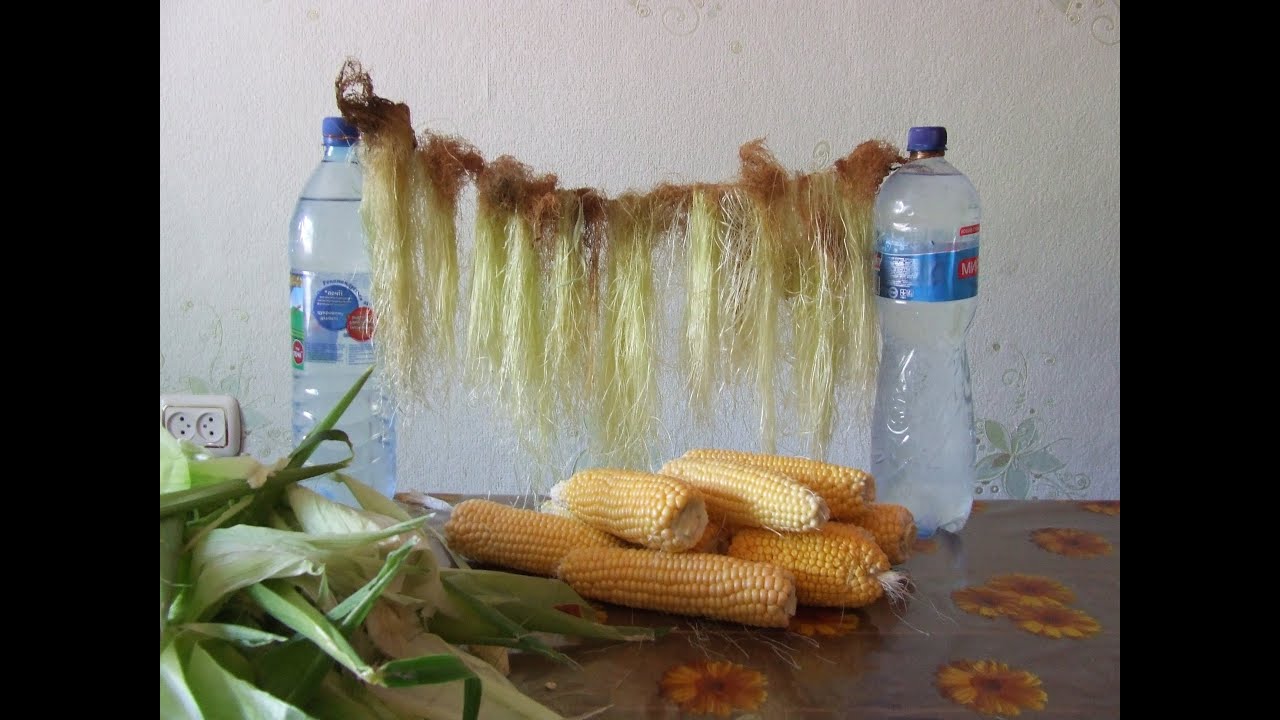 Как заморозить кукурузу и засушить кукурузные рыльца