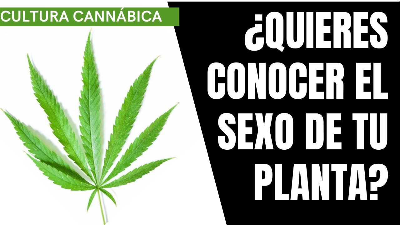 Como identificar si es macho o hembra tu planta de marihuana