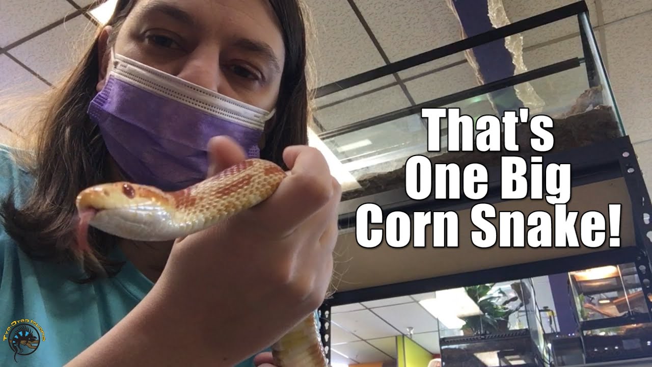 Just How Big Do Corn Snakes Get? -- Meeting a New Arrival Plus Some Bonus Beardies! 🐍