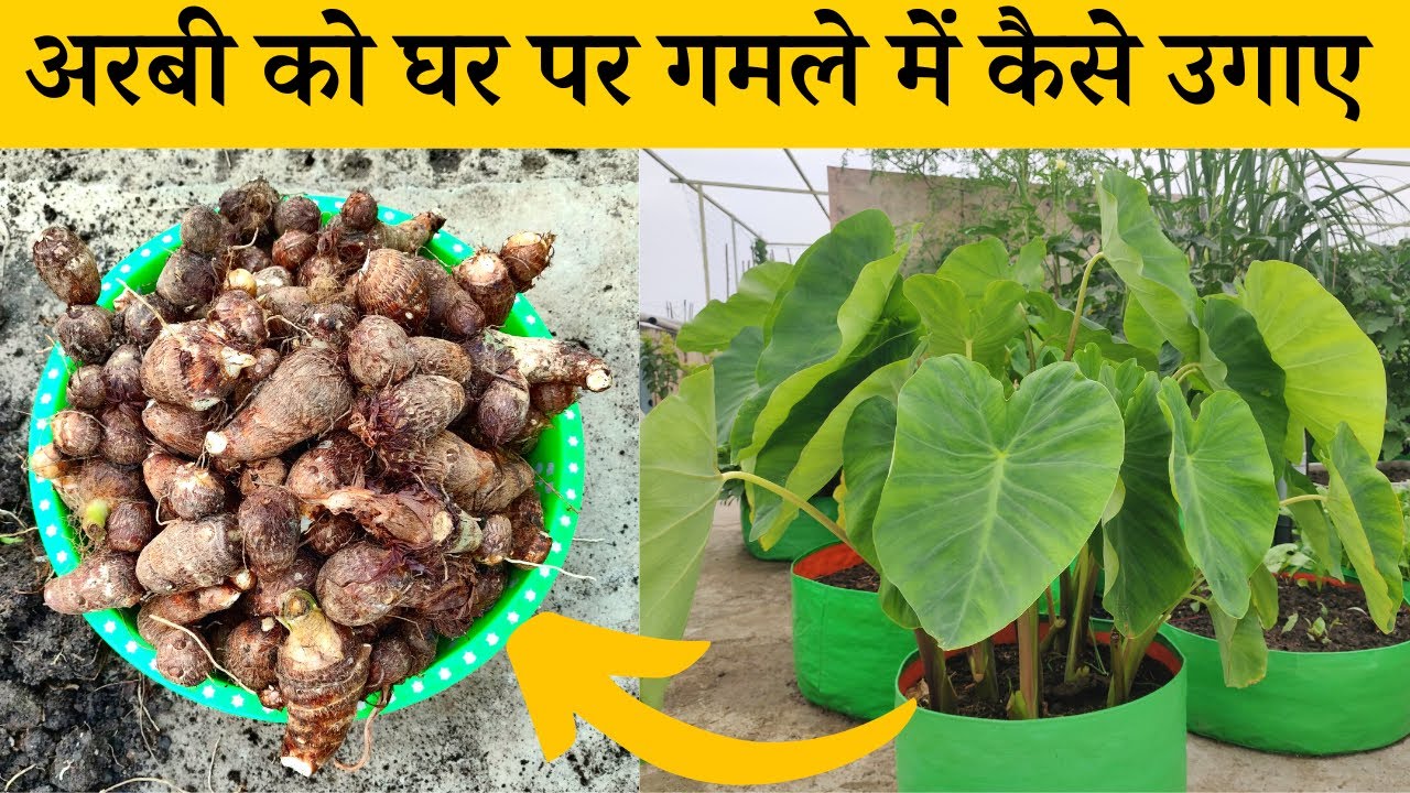 घर पर गमले में अरबी कैसे उगाए | Gamle Me Arbi Kaise Ugaye | How To Grow Taro (Arbi) Plant In Pot