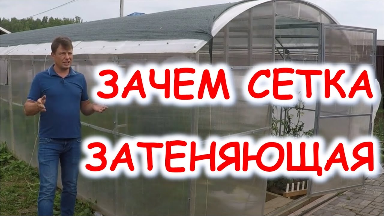 Затеняющая сетка спасет урожай помидор