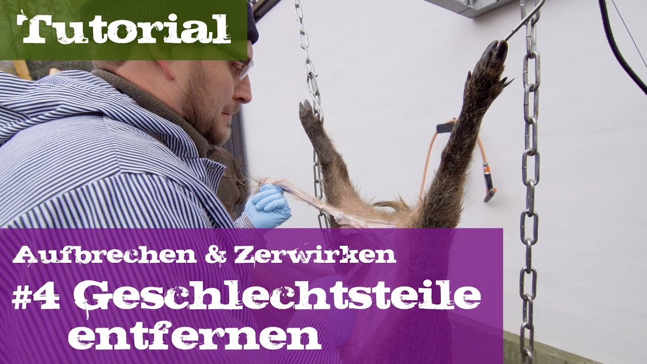#4 Geschlechtsteile entfernen - Schwarzwild - Lehrgang Aufbrechen & Zerwirken