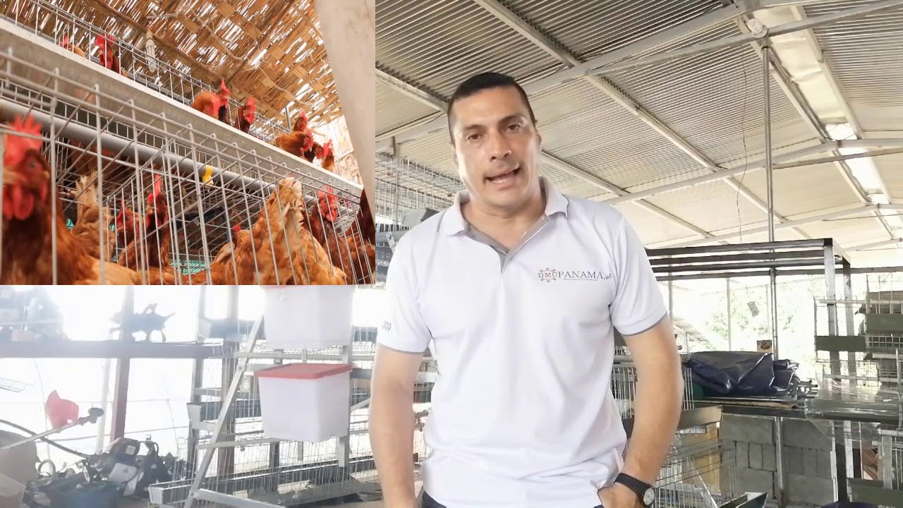 INSTALACION DE JAULA | GALLINAS PONEDORAS - Granjas Autosostenibles