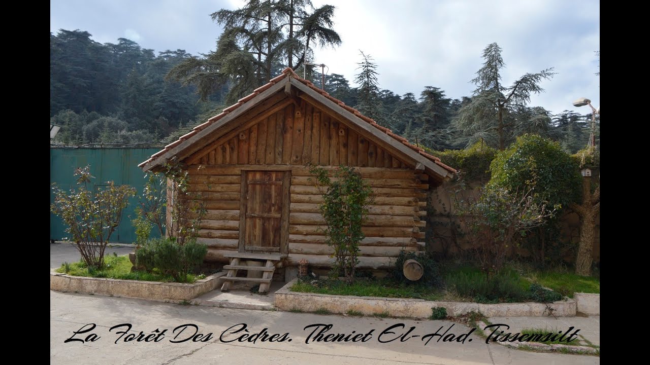 Forêt Des Cèdres - Theniet El Had. Tissemsilt