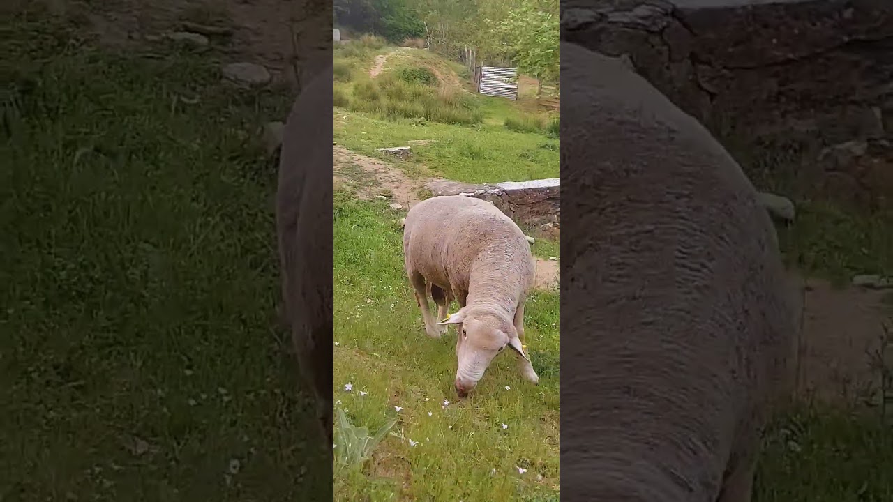 Anadolu (Konya) Merinosu 