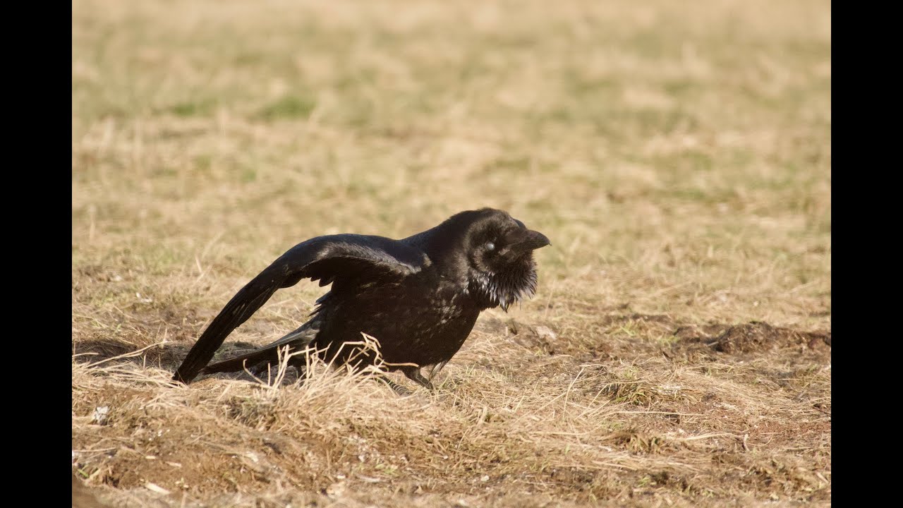 Ethologie du Grand corbeau : la Courbette Ethology of the Raven : the bow
