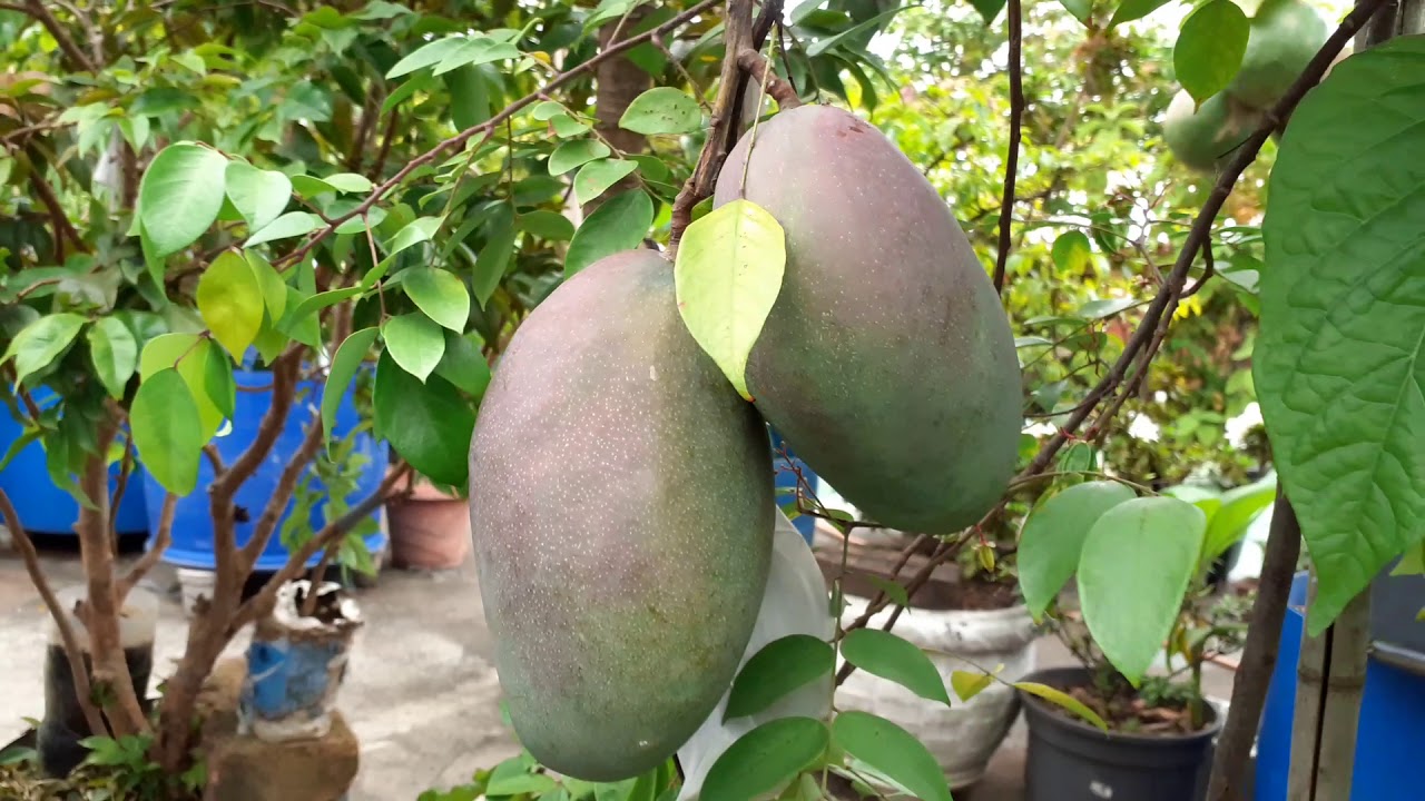 Árvores Frutíferas cultivadas no vaso.