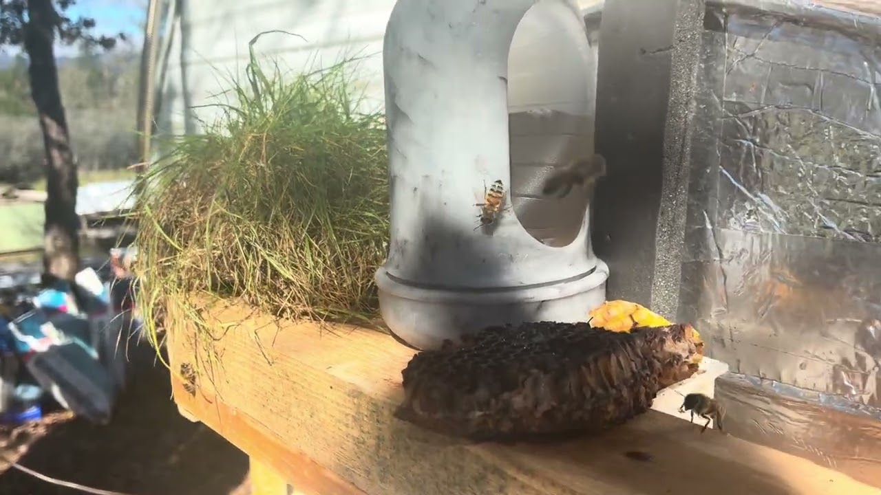 Day 61: BeeHaver Vlog: pre-afternoon entrance activity check up