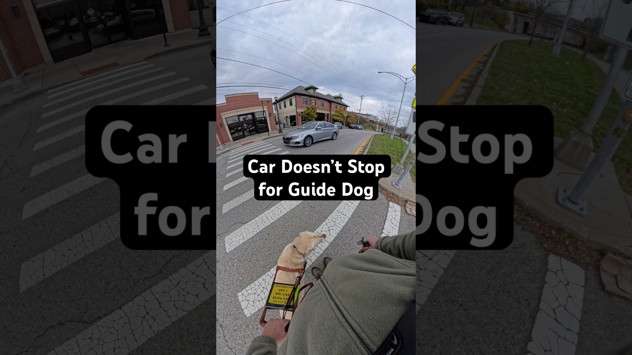 Guide Dog Prevents Handler from Walking in Front of Car! #guidedog #guidedogs #dog #dogs #labrador