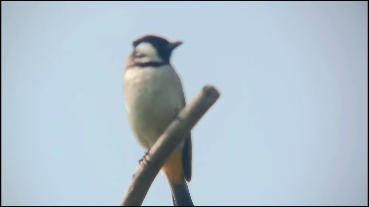 red whiskered bulbul sound Red whiskered bulbul singing different songs