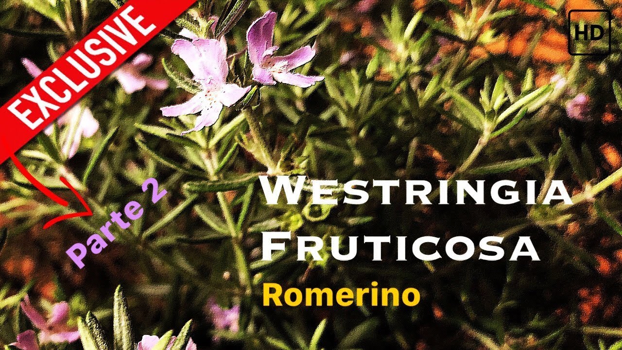 Bonsai Westringia Fruticosa Parte 2