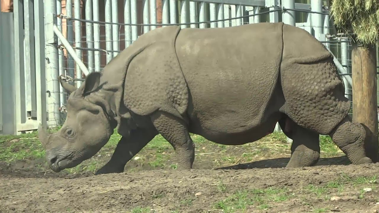 “Indian Rhino 🦏 at West Midland Safari Park | Real Footage | Wildlife in the UK”