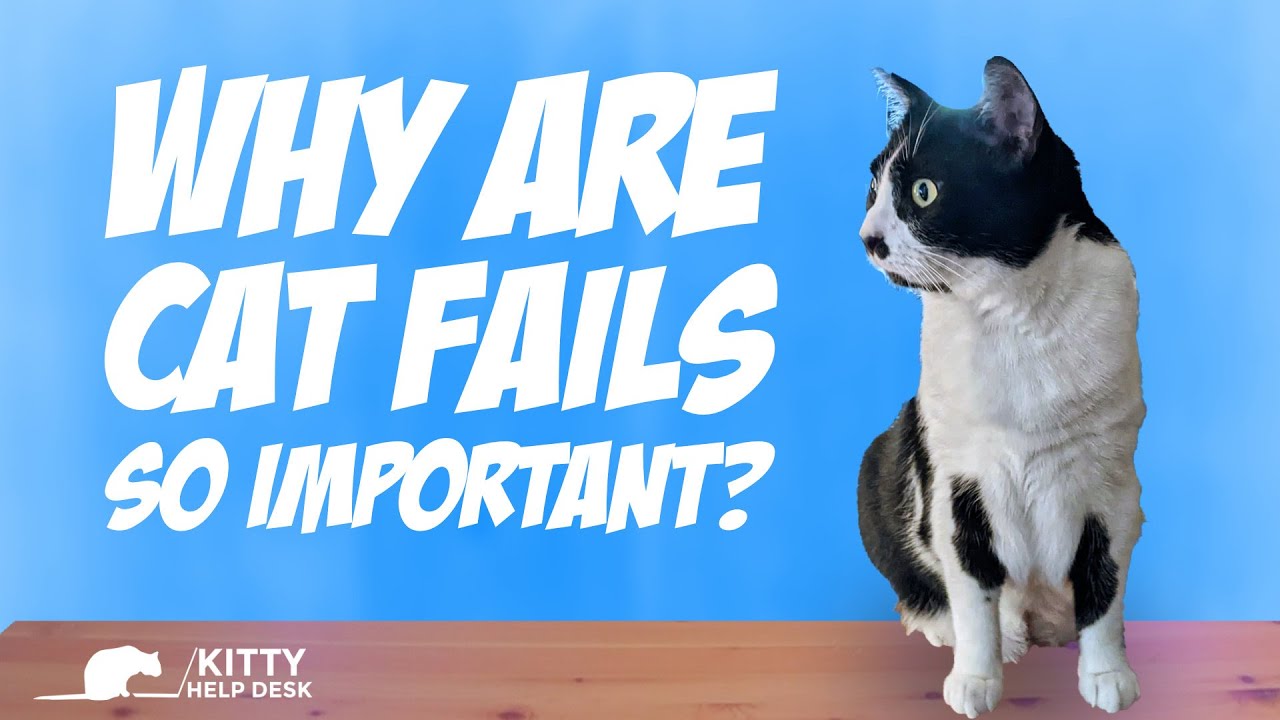 How Does Failure Help Cats Learn?