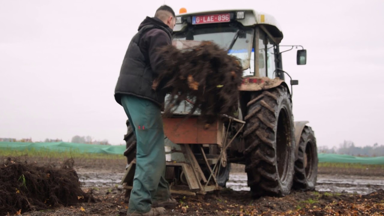 Belbex - Sylva boomkwekerij