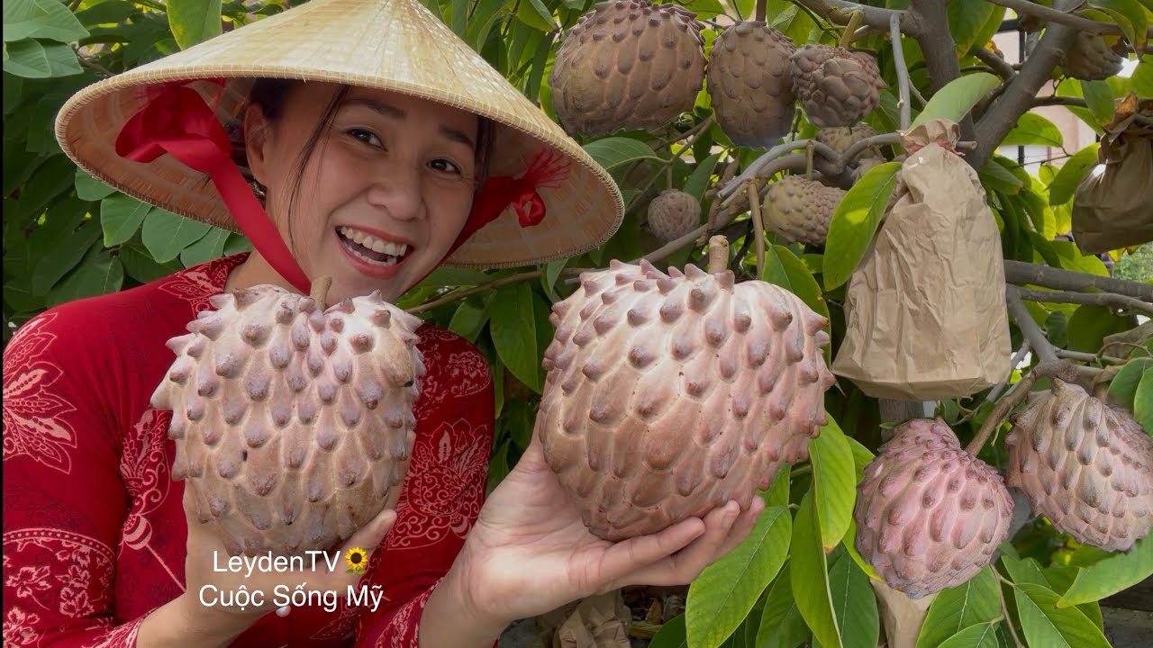 Bội Thu Mãng Cầu Lisa, Sweet Green, Nhổ Củ Cải Trắng To Dài