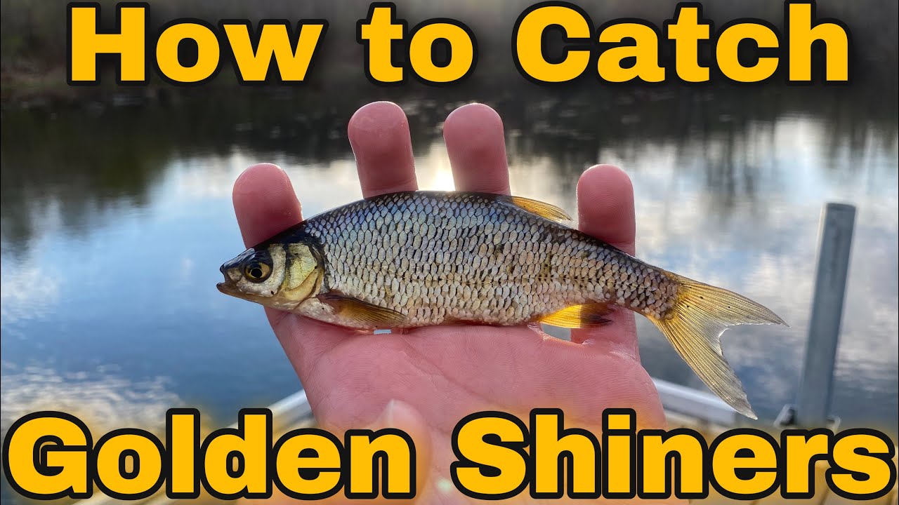 How To Catch Baitfish- Golden Shiner Sight Fishing- Underwater Footage