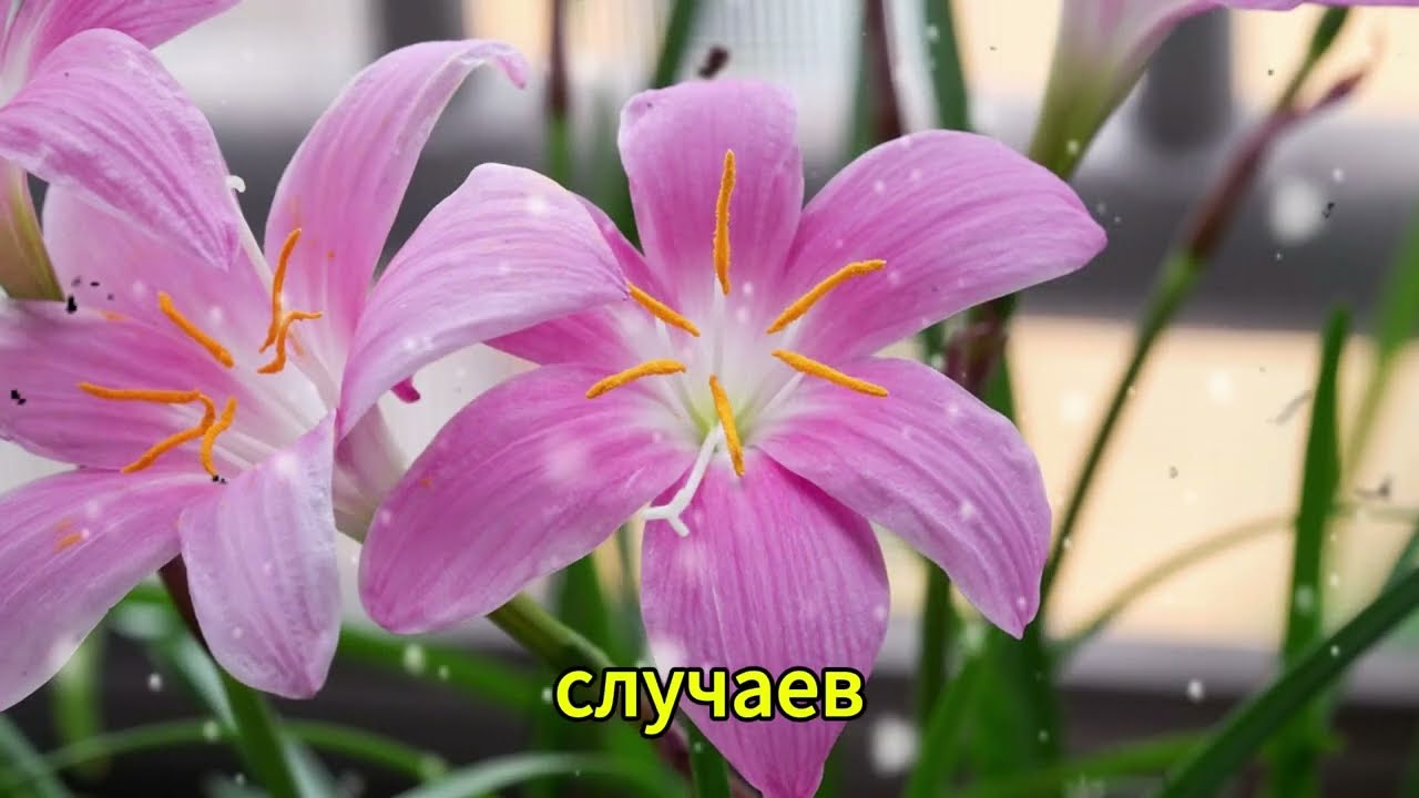 ДОБРОДУШНАЯ ТЕТЯ l РАССКАЖУ ТЕБЕ. ЛЮБОВНЫЕ ИСТОРИИ.