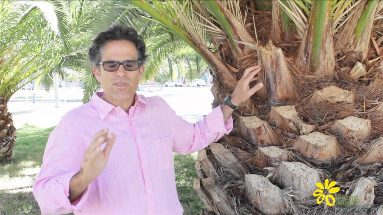 ¿ Qué es la diocalandra y cuál es su tratamiento en palmeras? ￼