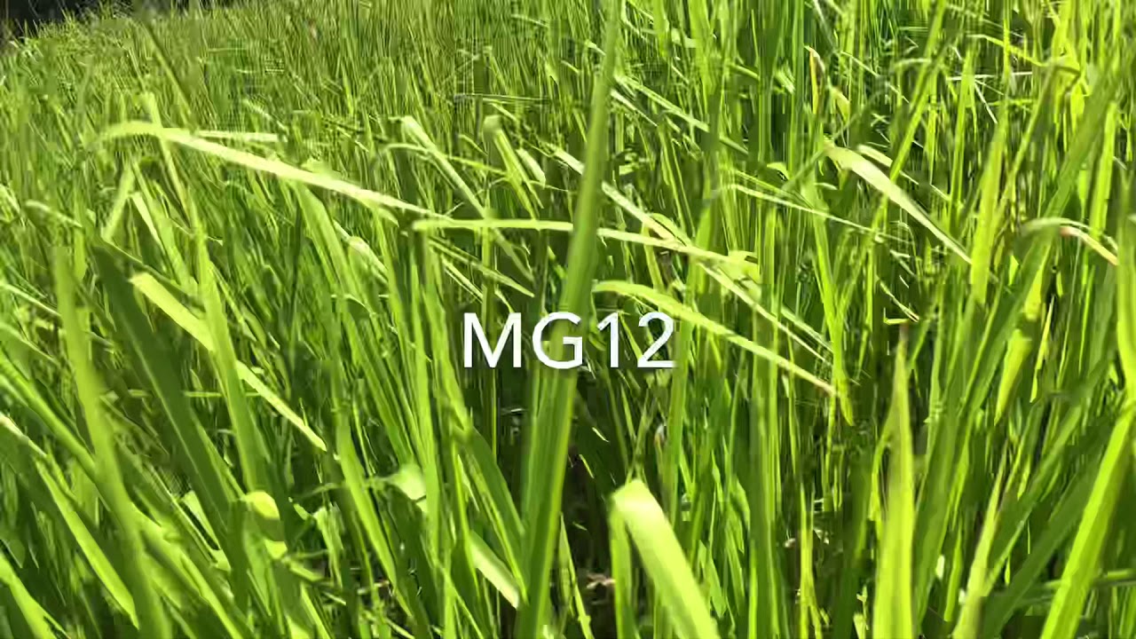 Como está o capim MG12 no sítio