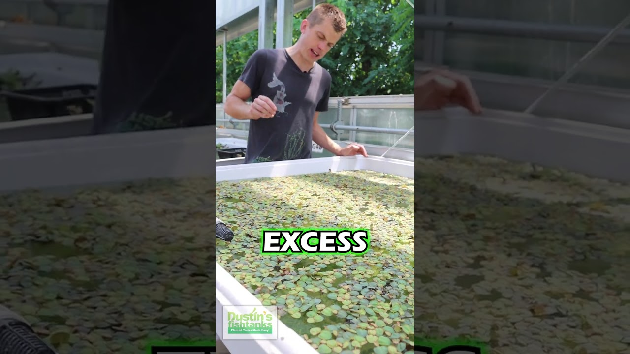 Reel Red Root Floaters Experiment - Aquarium Plant For Sale