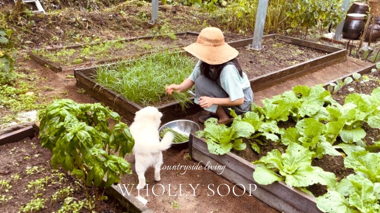 정겨운 가을의 시골집🏡, 🥬배추에 구멍이 송송 뚫린 무농약 텃밭, 비 오는 산골집의 아늑한 부엌 살림, 건강한 끼니, 🍂낙엽청소