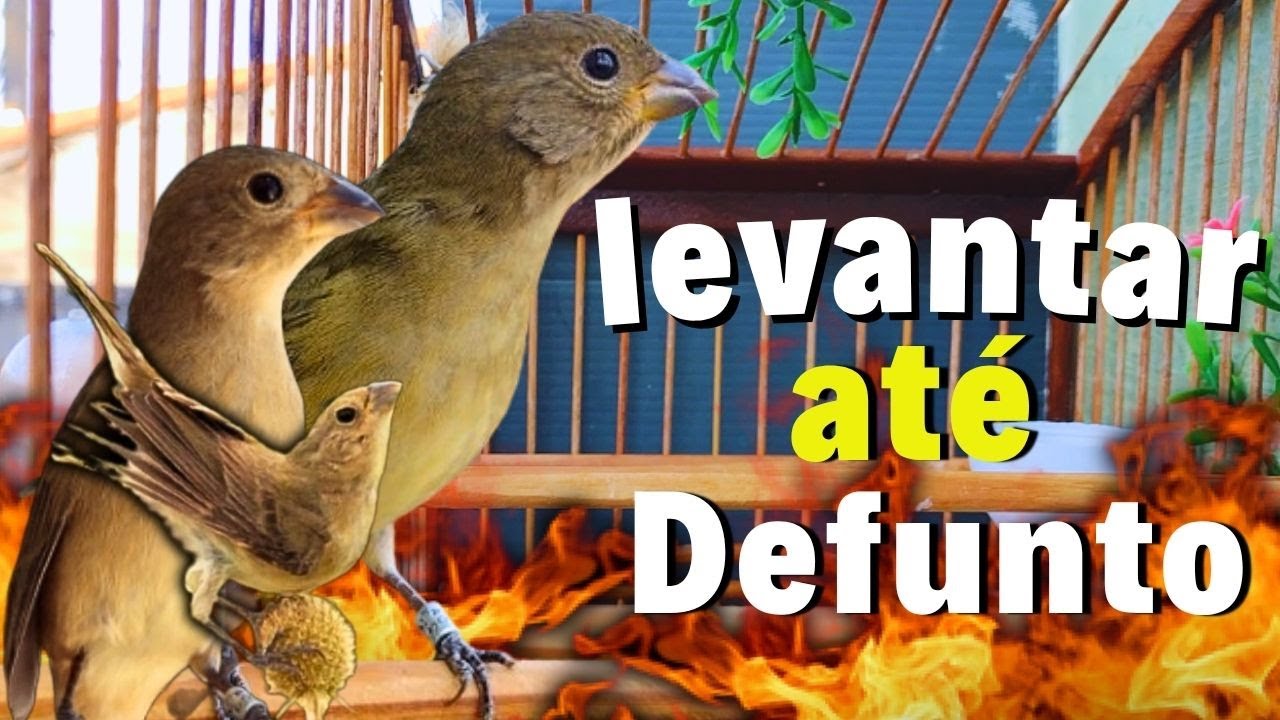 f&ecirc;mea louca chamando e piando Levantar at&eacute; Defunto