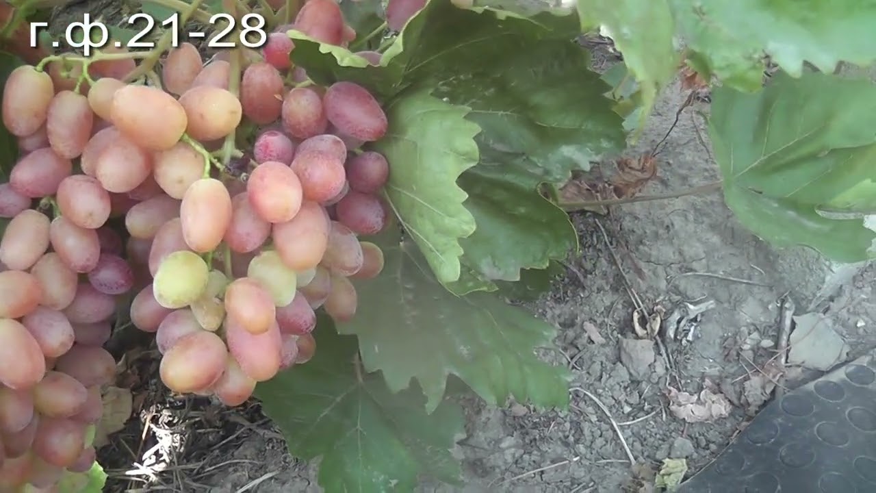 25 г.г.ф.109,Подарок Никополю,г.ф.21-28,Конфетка, Колье Императрицы,Богема,Триумф.