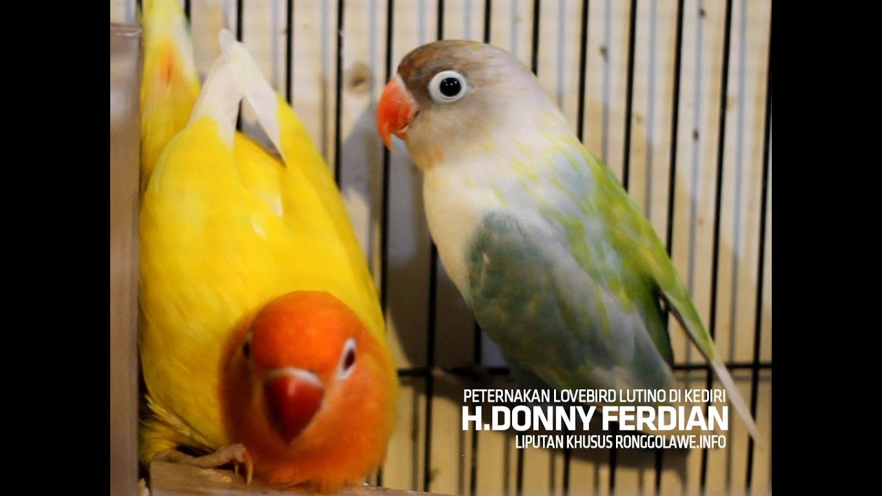 H. Donny Panen Duit Dari Ternak Lutino Di Kediri