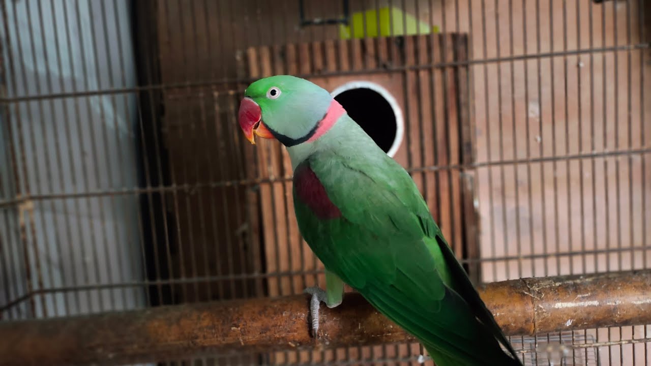 Raw parrot complete breeding information