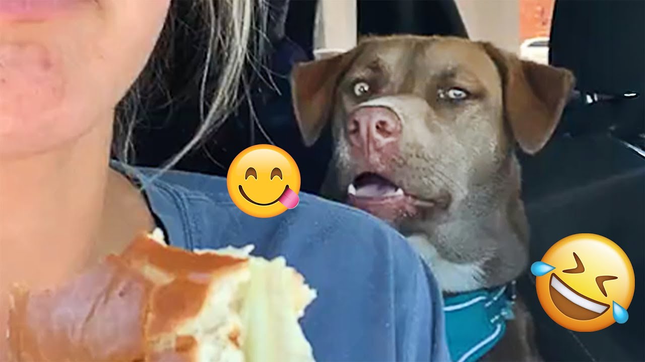 I dare you not to LAUGH at these FUNNY DOGS 😁🦮 - Best Funny Animals Videos 2025 #123