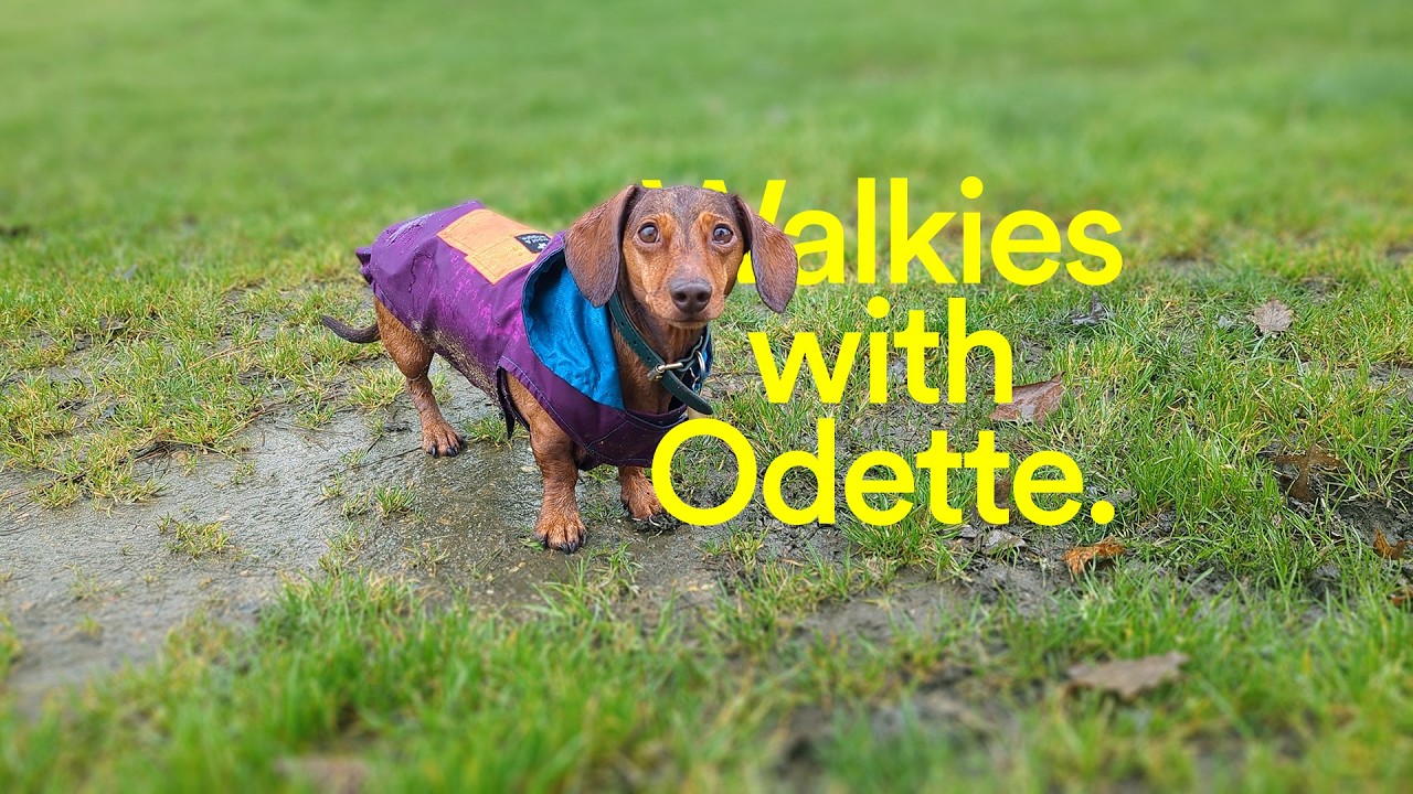 Walkies with Odette the mini dachshund, flood edition