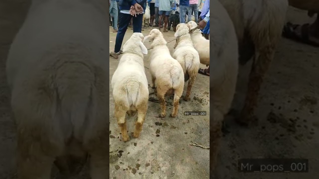 Tagaru Karnataka Bannur sheep sheep market