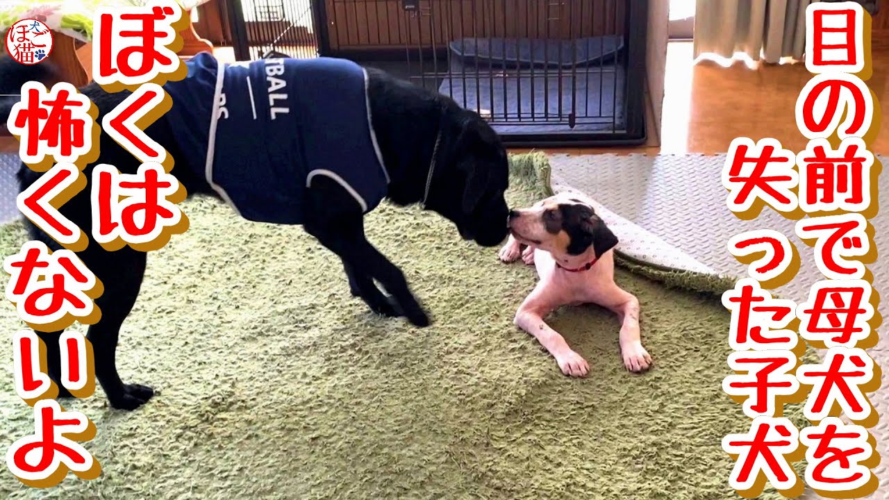 【子犬　保護犬　子猫】　目の前で母犬を失った子犬　ぼくは恐くないよbyジオ